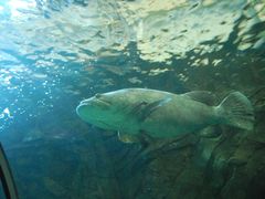 -悉尼海洋生物水族馆