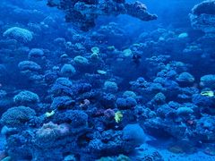 -太平洋海底世界