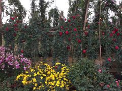 -三圣花乡旅游区