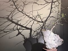 -会仙楼(金融街店)