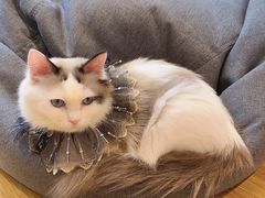 -啵啵喵·猫咖(攀华国际店)