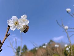 -黄龙溪欢乐田园