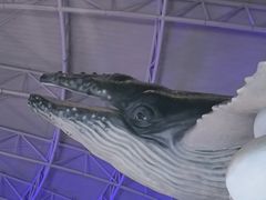 -烟台海昌鲸鲨海洋公园