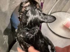 -PETKIT 小佩宠物·低压洗护·美容·寄养(安远店)