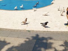 -京秀缘蒸汽海鲜农家菜大馅蒸饺