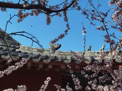 -桃花堤公园