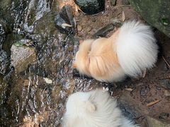 -藏龙百瀑漂流
