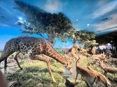 -国家自然博物馆