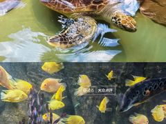 -重庆欢乐海底世界