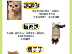 -翊宠yipet猫狗购宠庄园犬舍•猫舍