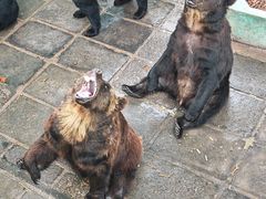 -西霞口神雕山野生动物世界