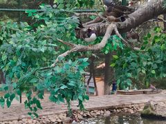 -西霞口神雕山野生动物世界