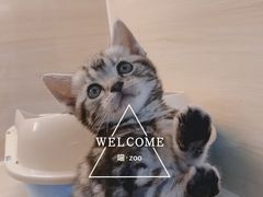 -喵zoo家庭繁育猫舍(尖东智能花园店)