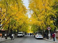 -三里屯东五街银杏大道