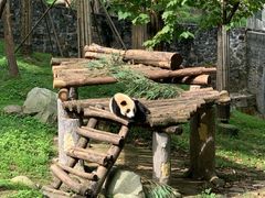 -都江堰中华大熊猫苑