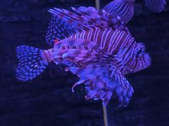 -秦皇岛新澳海底世界