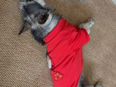 -瑞派康怡24h宠物医院·犬猫医疗中心·微创绝育(瑞景分院)