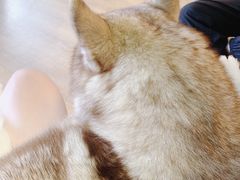 -Husky Go! 哈士奇体验馆·宠物咖啡厅狗咖