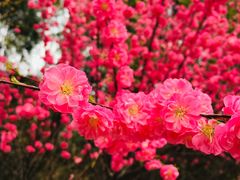 -北京鹫峰国家森林公园