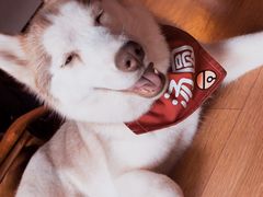 -Husky Go! 哈士奇体验馆·宠物咖啡厅狗咖