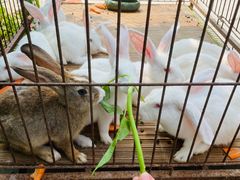 -第五季龙水凤港生态露营农场