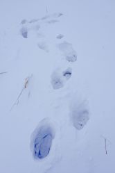 -大秃顶子山