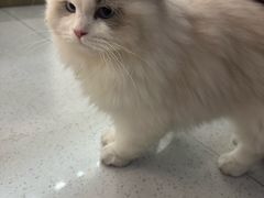 -玖佳宠物医院·泌尿·骨科·中老年病