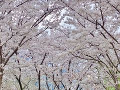 -西北湖绿化广场