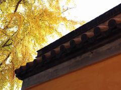 -鸡鸣赐茶(鸡鸣寺路店)
