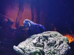 -迪拜水族馆及水下动物园