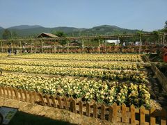 景点-盈香心动乐园