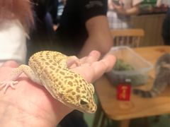 -藦茜花园宠物主题亲子互动体验馆(国顺东路店)