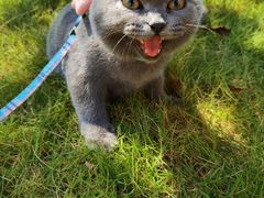 -lincat·猫舍(广州店)