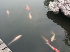 -鹅湖玫瑰文化园