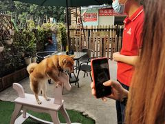 -柴犬高等学院·狗咖·柴犬售卖·宠物训练