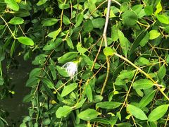 -宝安西湾红树林湿地公园