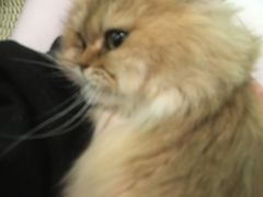 -柯斗斗主题餐厅·狗咖·围炉煮茶·茶饮(国瑞升平里店)