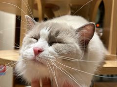 -米乐乖乖猫咪咖啡馆·猫咖(深圳湾后海汇店)