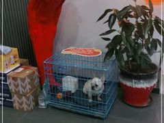 -向外鱼乐·土菜·虹鳟鱼