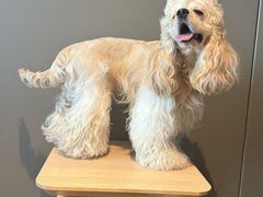 -天宠宠物医院24小时·急重症诊疗中心·全科·腔镜特色(和平分院)