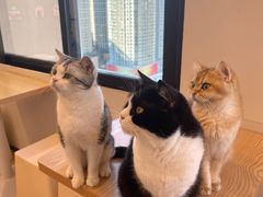 -有喵·猫咖·狗咖·30几只猫10只小狗(岗厦店)
