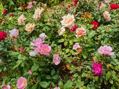 -人民公园(罗湖区)