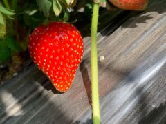 -甜心庄园·甜心草莓采摘园(西青中北店)