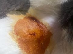 -伟伟宠物医院·CT影像中心·瑞派犬猫综合性门诊(汉口总院)