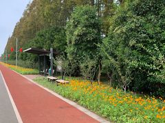 -上海长兴岛郊野公园