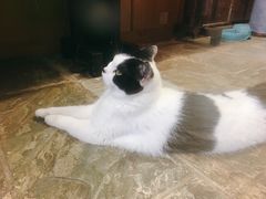 -猫咪博物馆(顶澳仔猫街店)