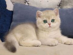 -柚子猫舍·精品猫舍购猫·猫咪认养·购宠·宠物店