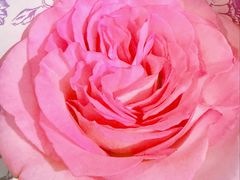 -FEI FEI FLOWER鲜花店·气球派对·宝宝宴布置(虹口德必运动Loft店)