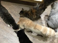 -小时光咖啡馆(开森度假森林店)