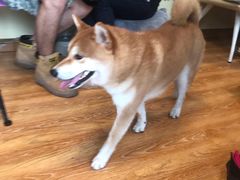 -柴犬高等学院·狗咖·柴犬售卖·宠物训练